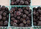 Blackberries, Blueberries, Other Fruits Contribute to Texas Agriculture