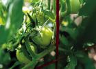 Tips to Keep Tomatoes, From ‘Breakers’ to Ripened Red