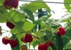 Blackberries, Blueberries, Other Fruits Contribute to Texas Agriculture