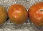 Tips to Keep Tomatoes, From ‘Breakers’ to Ripened Red